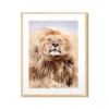 Cuadro León 30 x 40